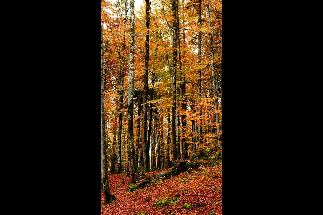 Trees Trees